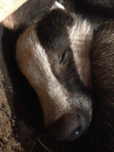 badger