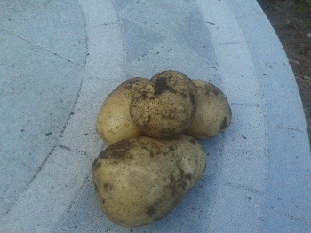 Last year's very first crop of potatoes. Fossil fuel use close to zero.