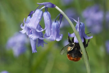 Bee on a bluebell.